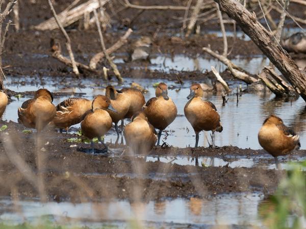 <h3><a href="/trips/orlando/biota/animalia/chordata/aves/007 anseriformes/003 anatidae/dendrocygna bicolor/dendrocygna bicolor-nl.html">Dendrocygna&nbsp;bicolor</a> / Fulvous&nbsp;whistling&nbsp;duck / Rosse&nbsp;fluiteend</h3>OM-1 Mark II met M.300mm F4.0 + MC-14, 1/2000 sec  bij F5.6, ISO 500, afstand 58.2&nbsp;m